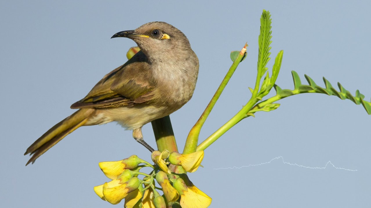 Brown Honeyeater Call & Song
