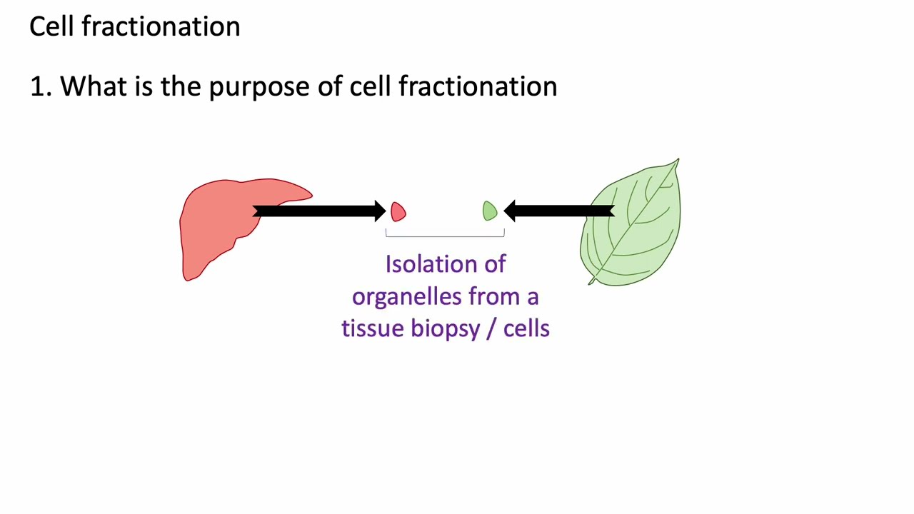 Cell fractionation updated: A level Biology