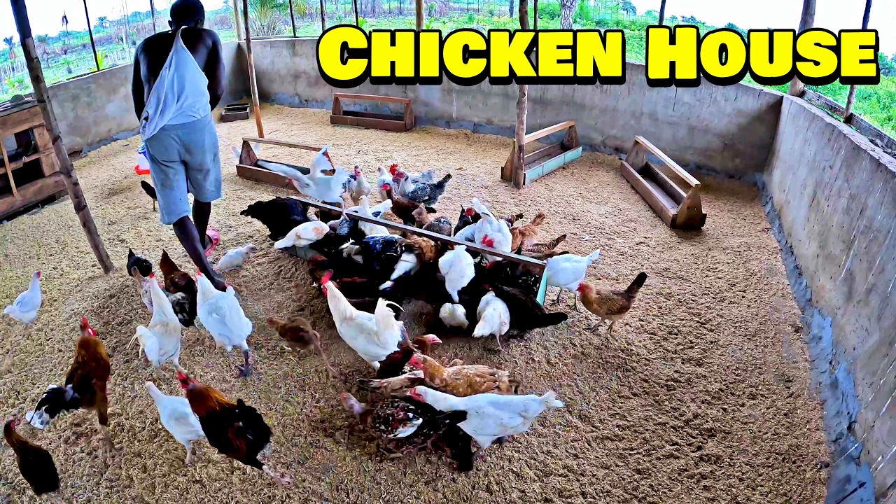 ПИТОМНИК ДЛЯ КУРИЦ И КОЗ на ферме Triple-A Healthy Harvest — 🇸🇱 Эпизод 6 — Фермерство в Сьерра-Леоне