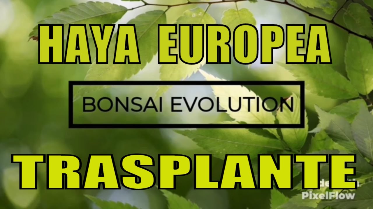 Haya Europea // FAGUS SYLVATICA // trasplante a maceta de cultivo