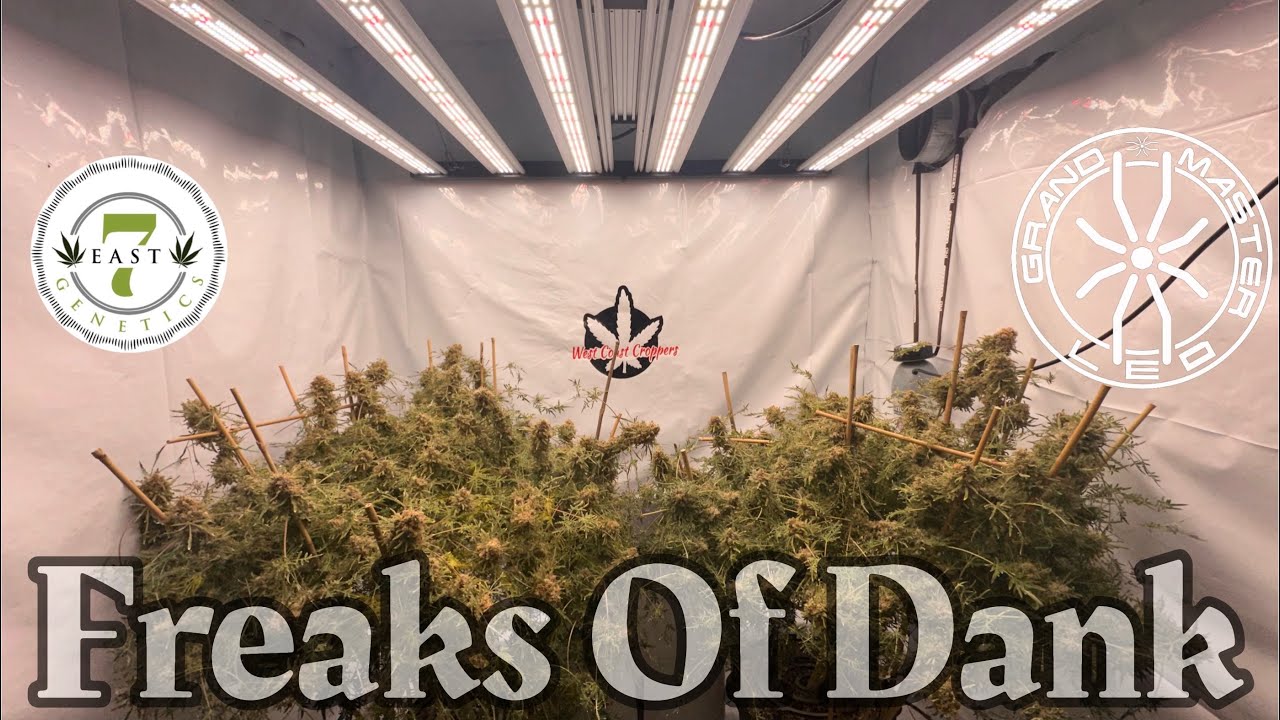 7East Genetics Freaks Of Dank end of wk 11 under @grandmasterlevel Master bloom 6 Red