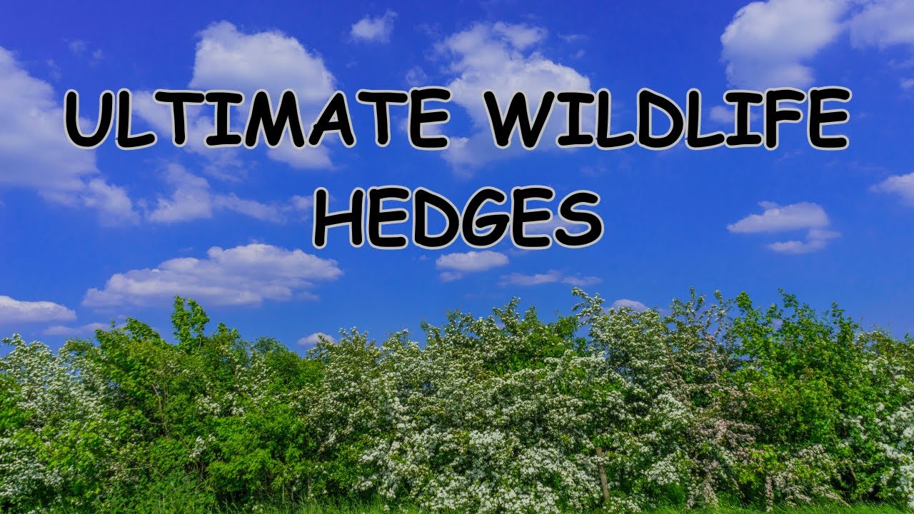 ULTIMATE WILDLIFE HEDGES