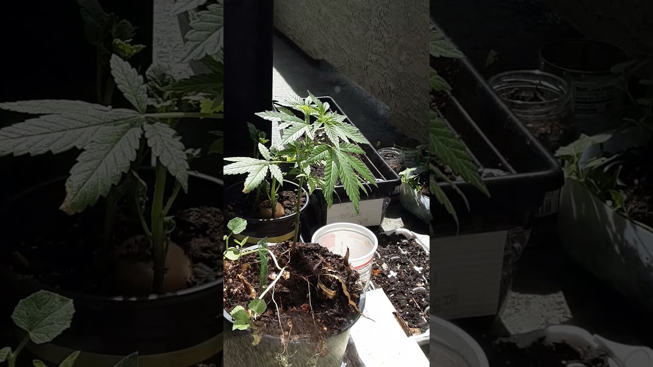 melon kush