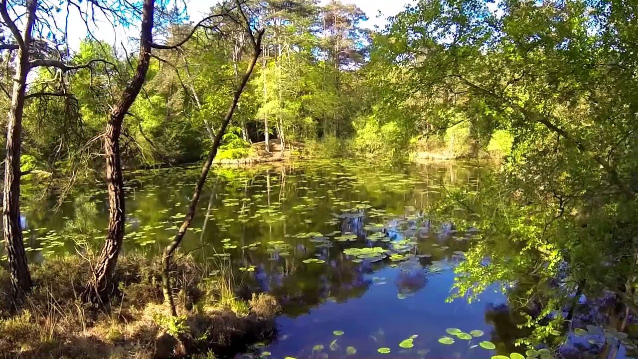 Bystock Pond - Woodbury Common - Devon