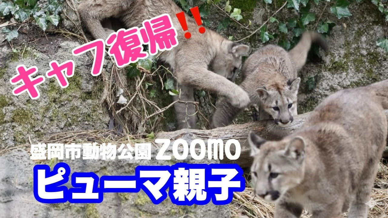元気に復帰したキャフ〜元気いっぱいピューマ３兄妹
