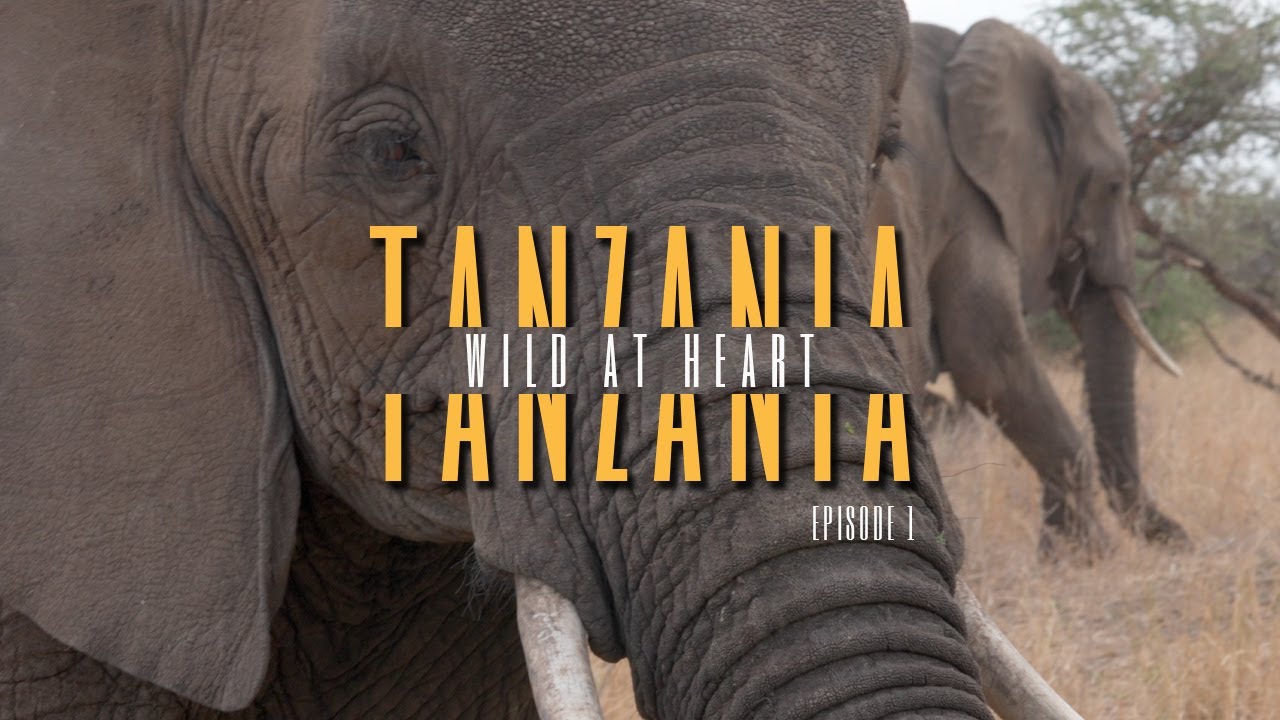 Wild at Heart - Living our BBC Wildlife Dream in Tanzania