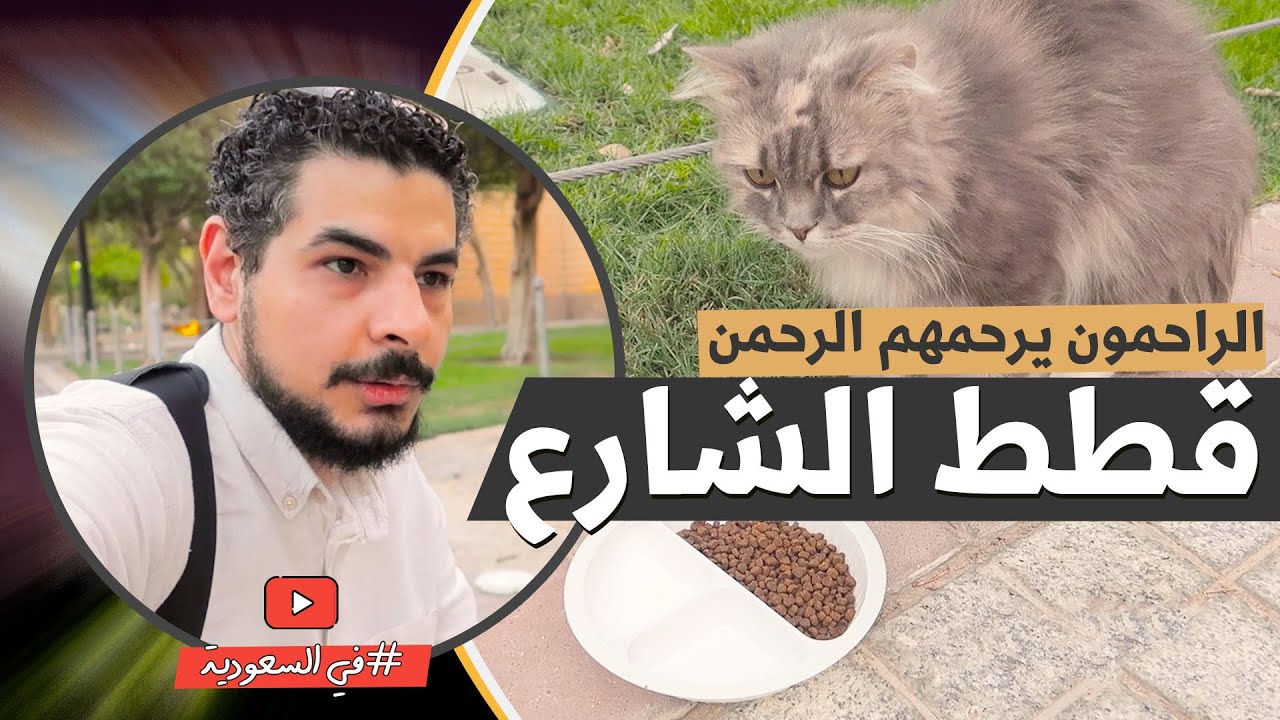 الراحمون يرحمهم الرحمن | قطط ساحة المربع