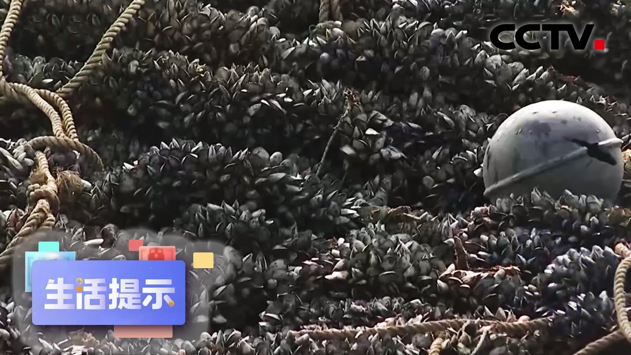 多地预警！这些海鲜还能吃吗？| CCTV「生活提示」20210601