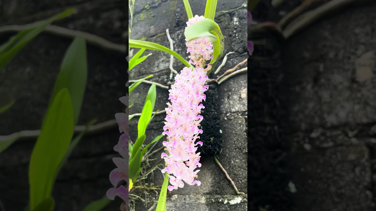 Nature’s gentle beauty in full bloom 💗 