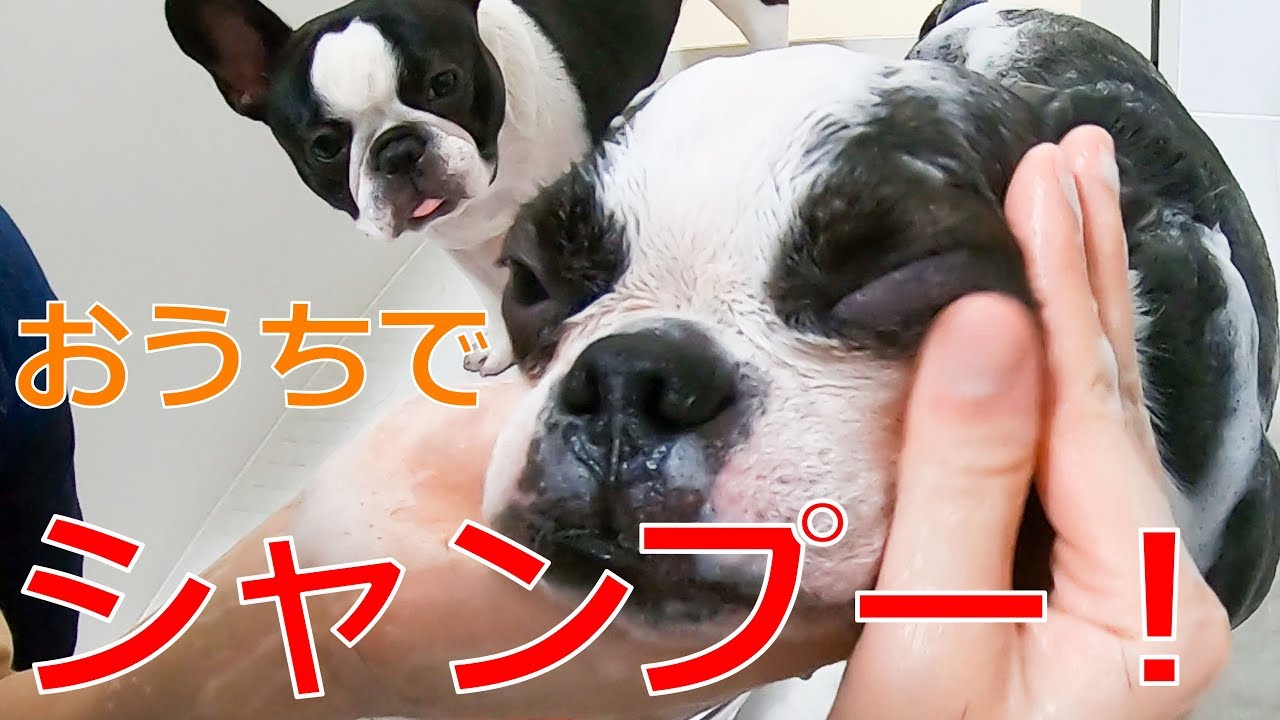 シャンプー大好きボストンテリアと大嫌いなフレンチブルドッグ。同時にお風呂に入れたらどうなる？笑