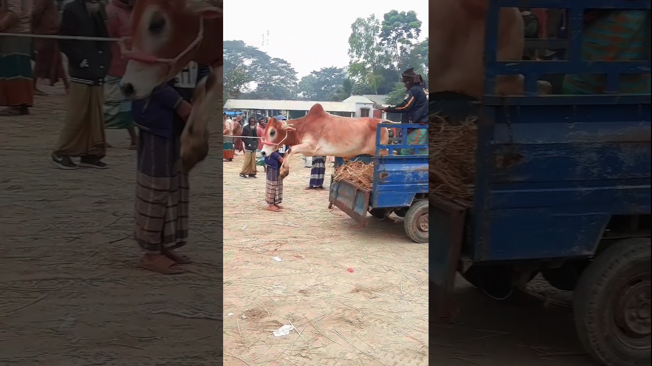 BIGGEST COW FARM IN BANGLADESH | | SHARIF AGRO 2025 COLLECTION!! #cow #bull #gorurhaat#guru