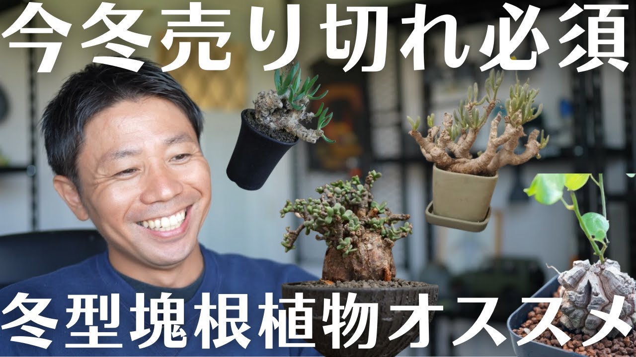 【おすすめ冬型塊根紹介します！】秋も冬も塊根ライフ楽しもう！