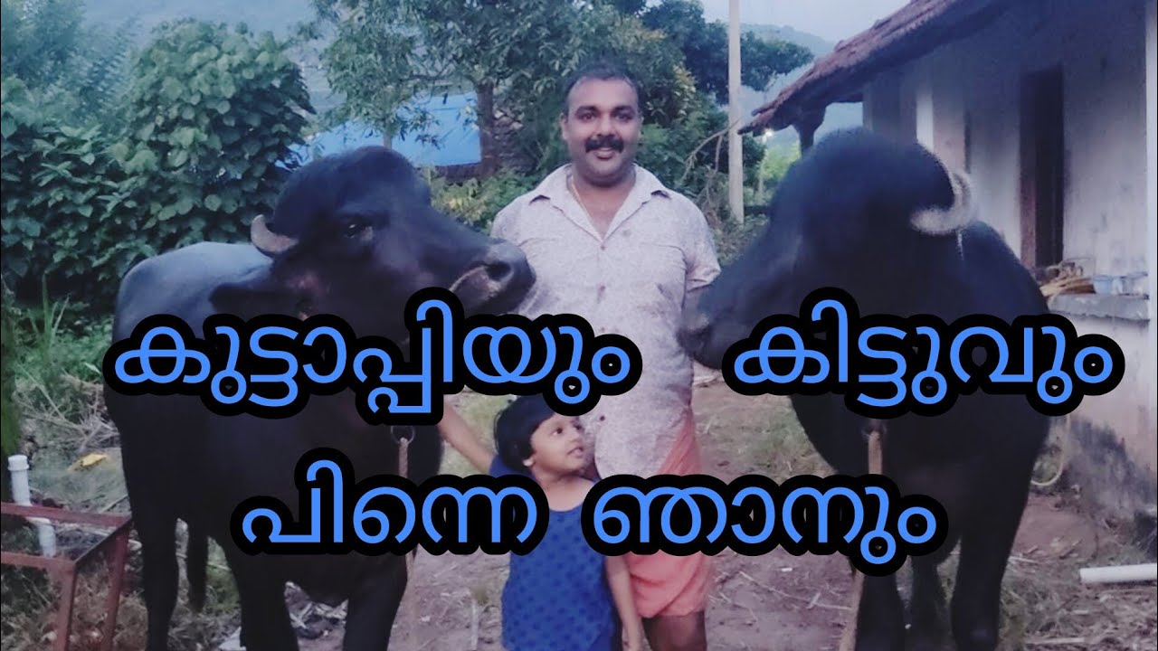 A day with My Buffalo / പോത്ത് വളർത്തൽ / poth paripalanam/ buffalo farming kerala