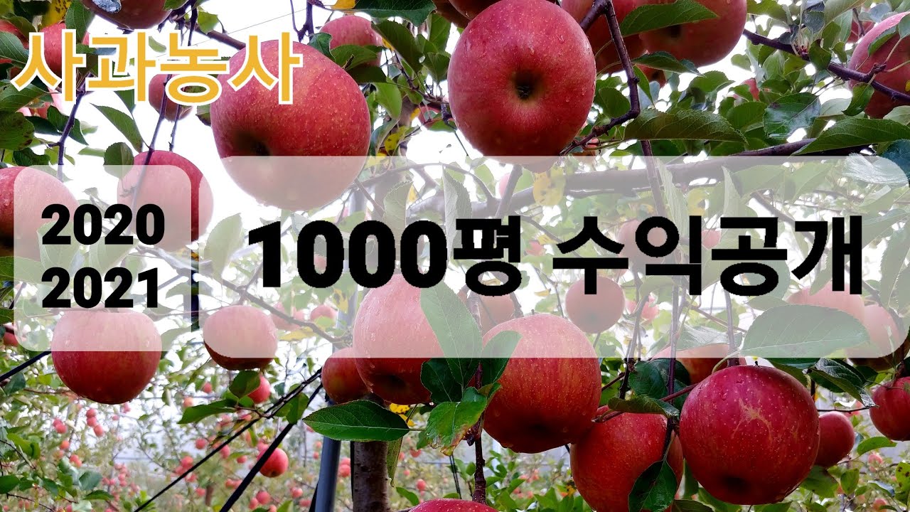 (제20화)귀농8년차 사과농사1000평 수익공개