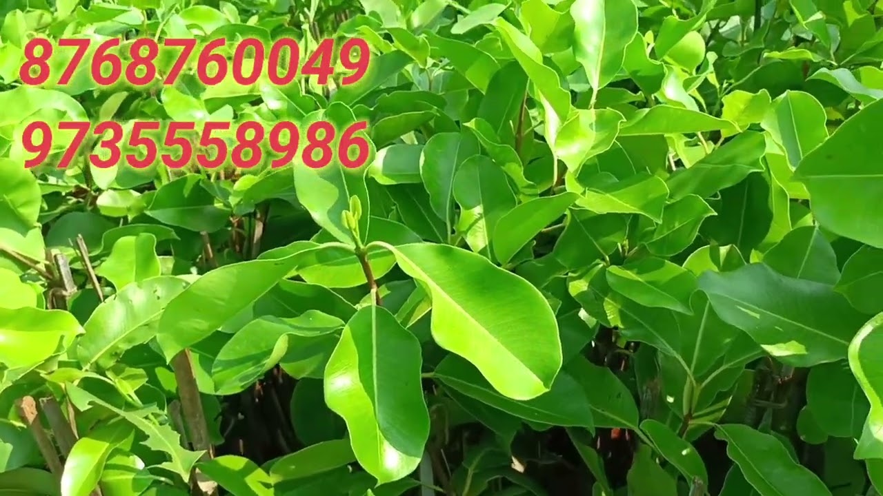 Buy Thai King Jamun Plant Online | Sir Cotton Kala Jamun (Grafted) | KG10 Black Jamun from Ezonefly