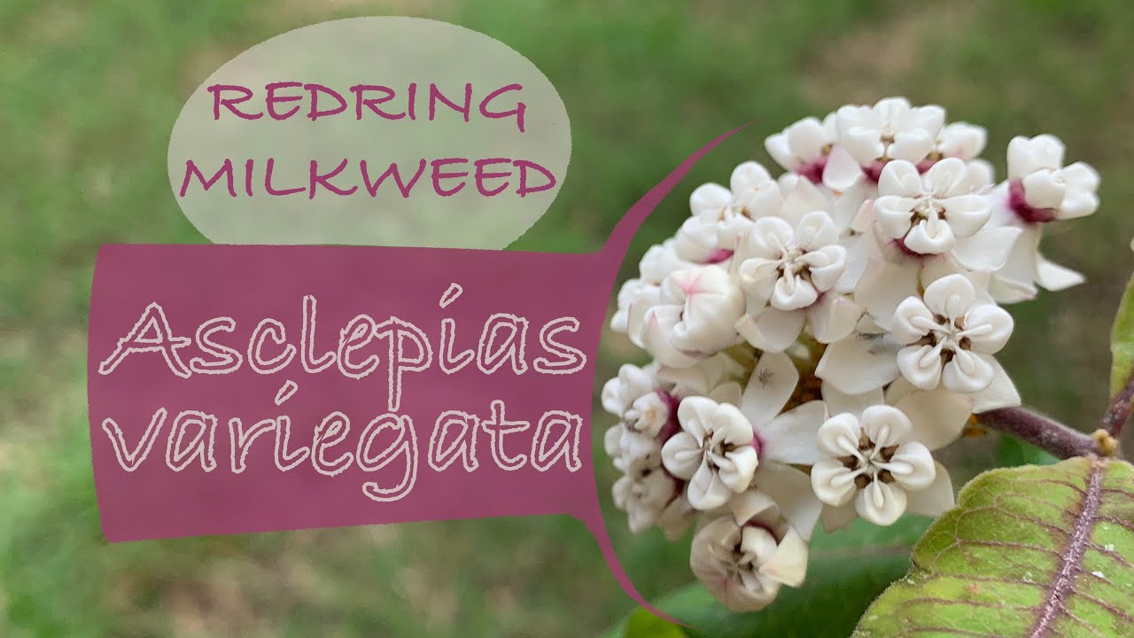 Asclepias variegata Redring Milkweed
