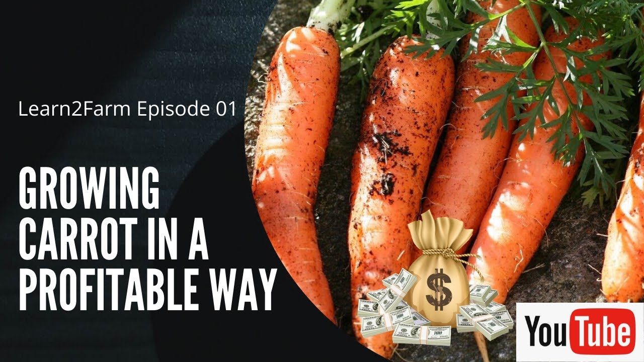 AgricConnect Learn2Farm: Growing carrot in a profitable way #Part 1
