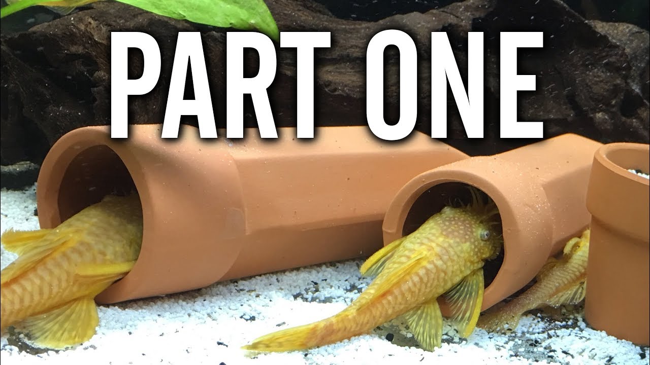 Bristlenose Pleco Breeding - Part One