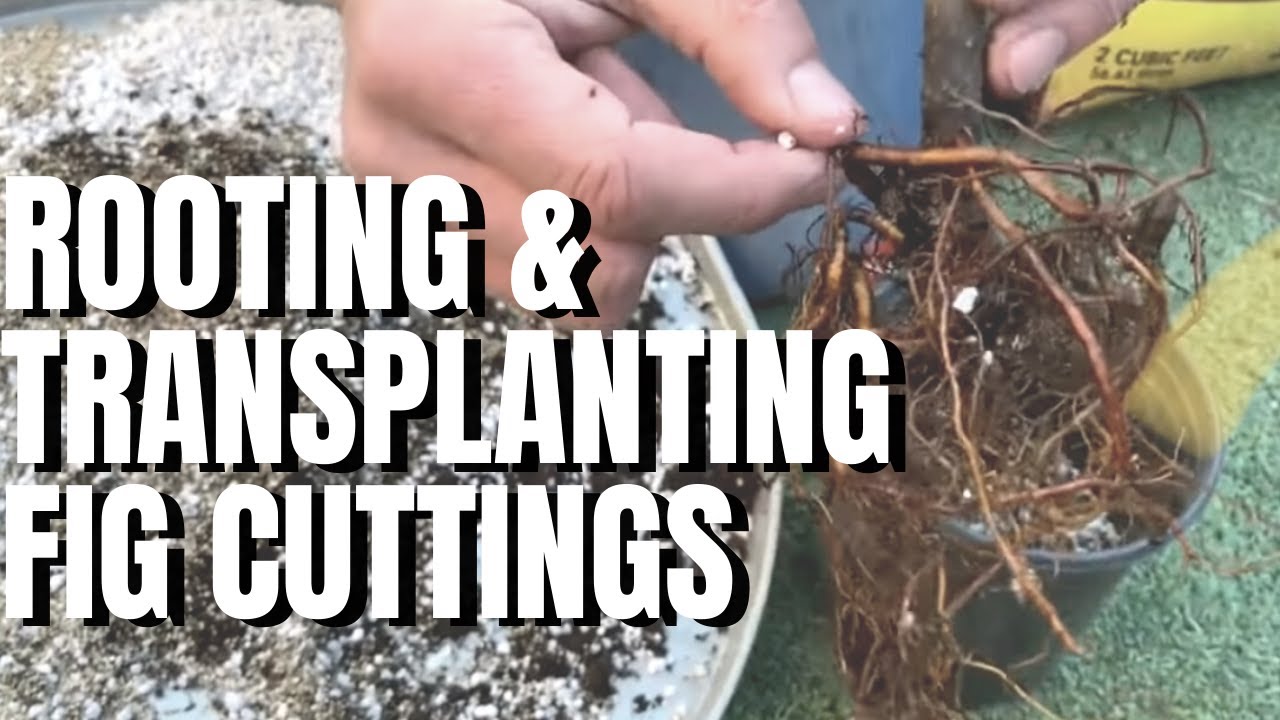 How To Root Fig Cuttings & Transplanting | Transplant Shock