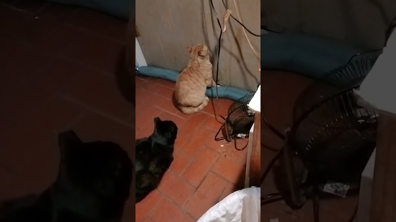 Kitty cat Jones and Kitty cat Sonny are lined up at the door, they are both polite.