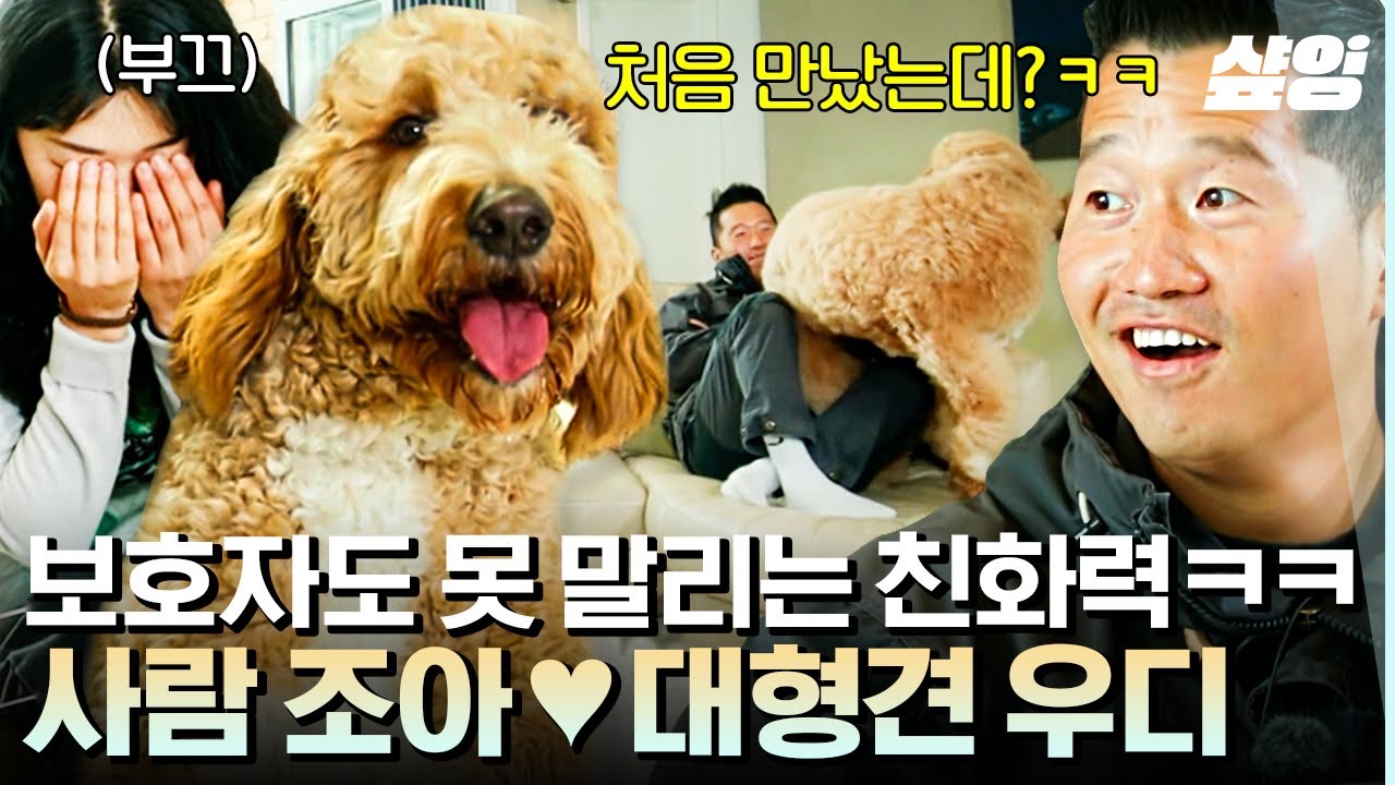 [#고독한훈련사] 첫 만남에 강형욱 무릎에 살포시ㅋㅋ 귀여움 한도초과 우디의 벌크업은 앞으로도~?