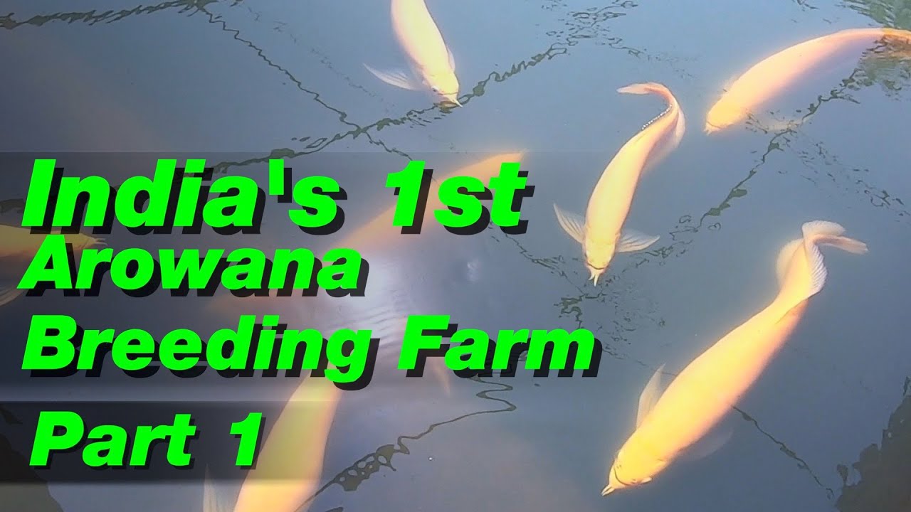 India's First Arowana Breeder I Pooja Trader Farm I part 1