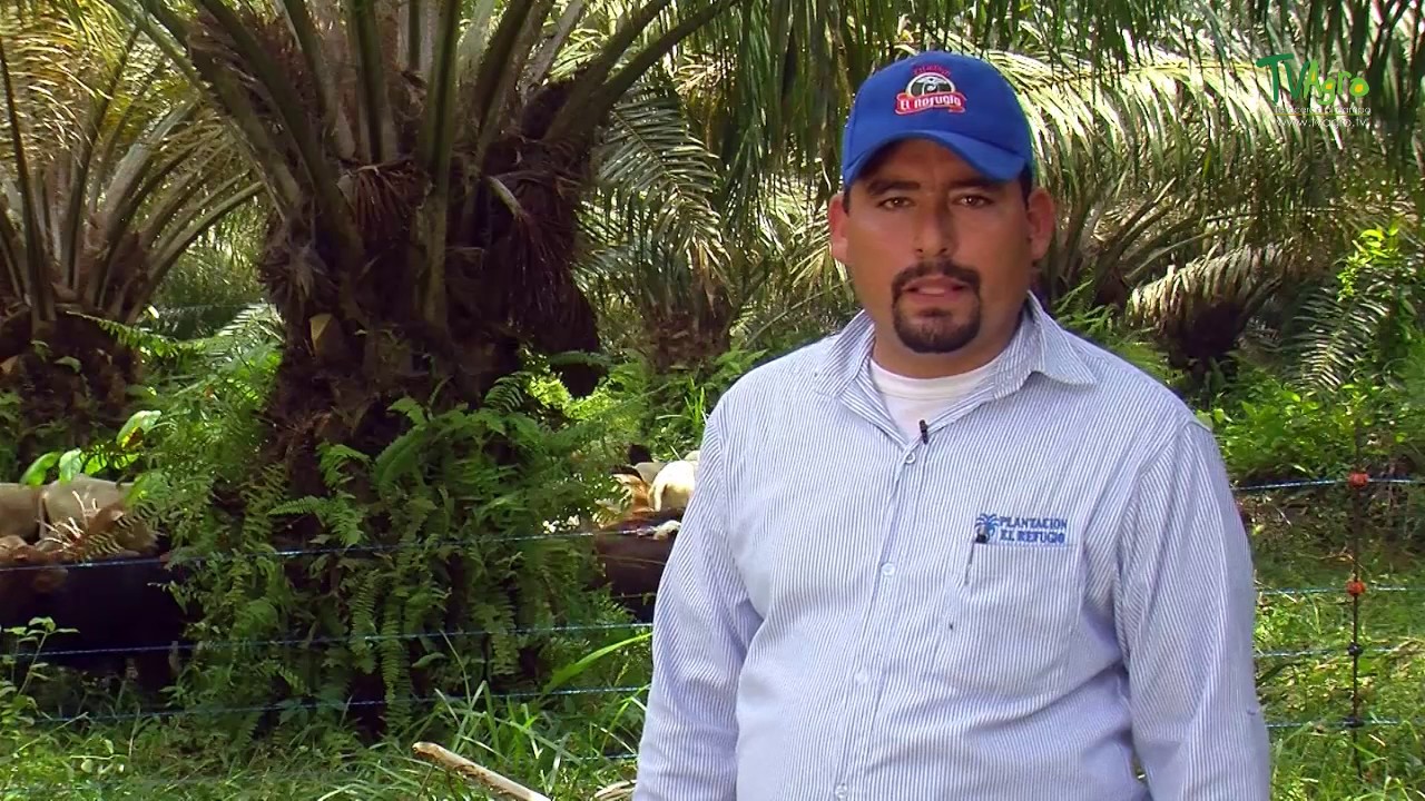 Como Tener Buenas Practicas En La Produccion De Palma Africana - TvAgro por Juan Gonzalo Angel