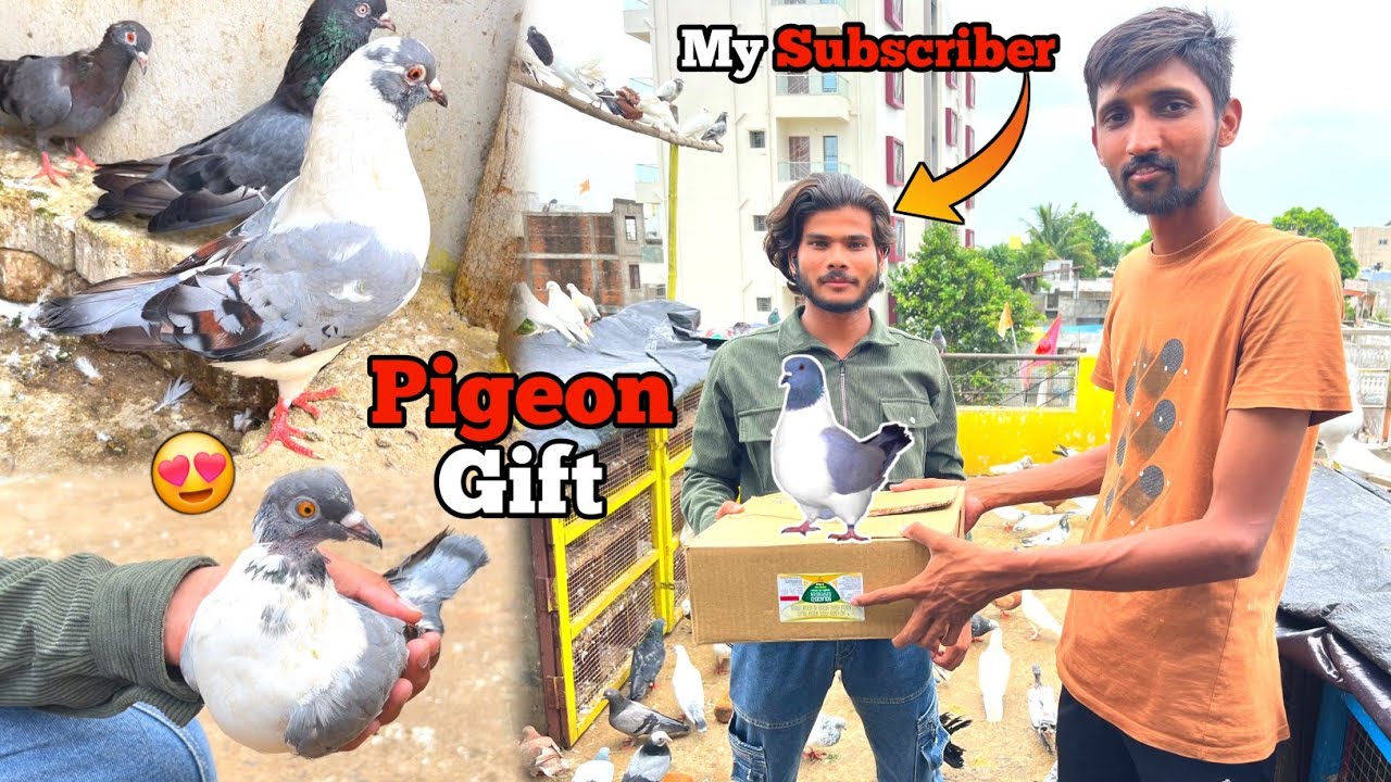 Subscriber Ny Gift me Fancy Kabootar Diye😍