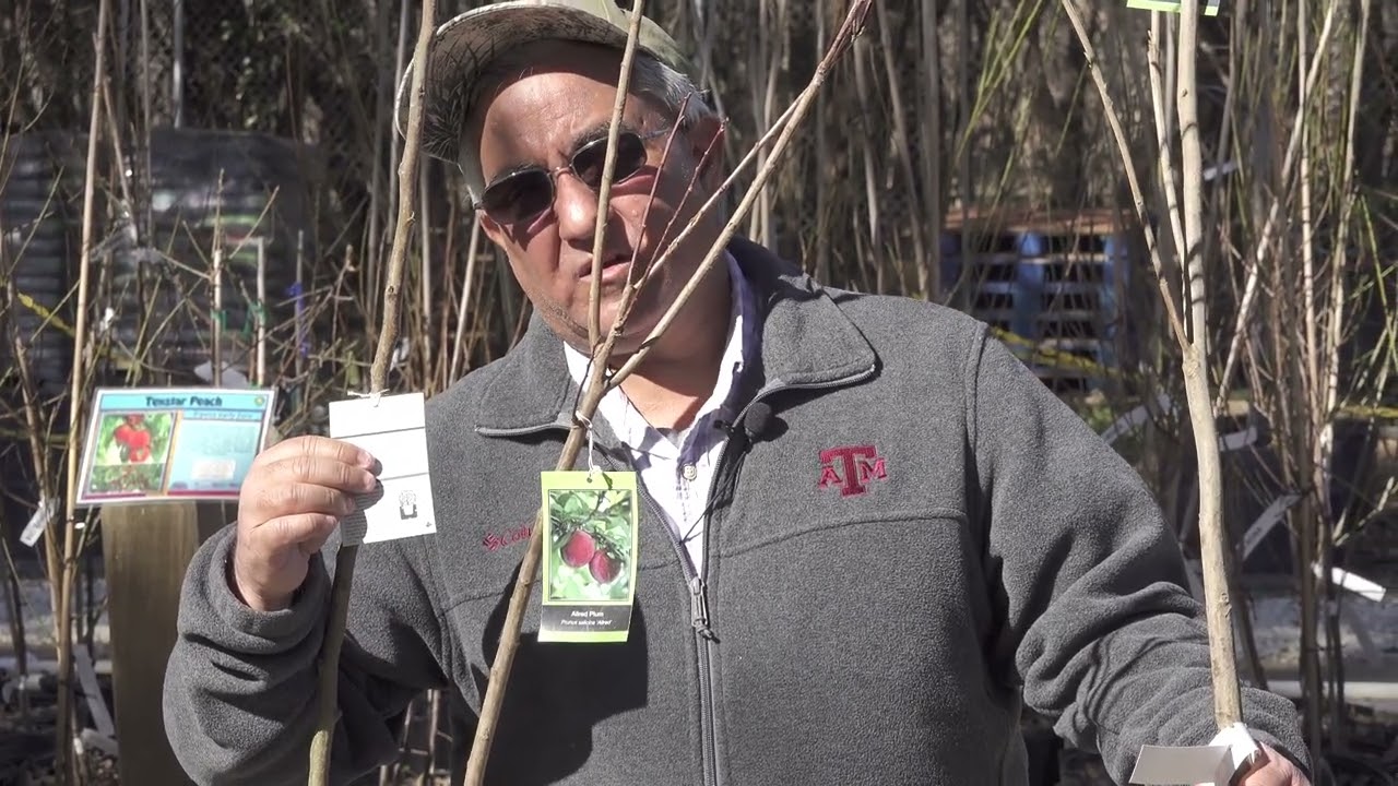 Let's Talk Fruit Trees with David Rodriguez