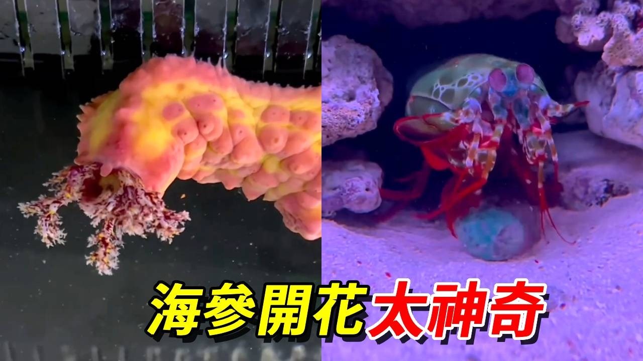 海參居然開花了！沒想到入口後太美味了！隔壁螳螂蝦也不慫直接怒砸鮑魚！【王小怪】