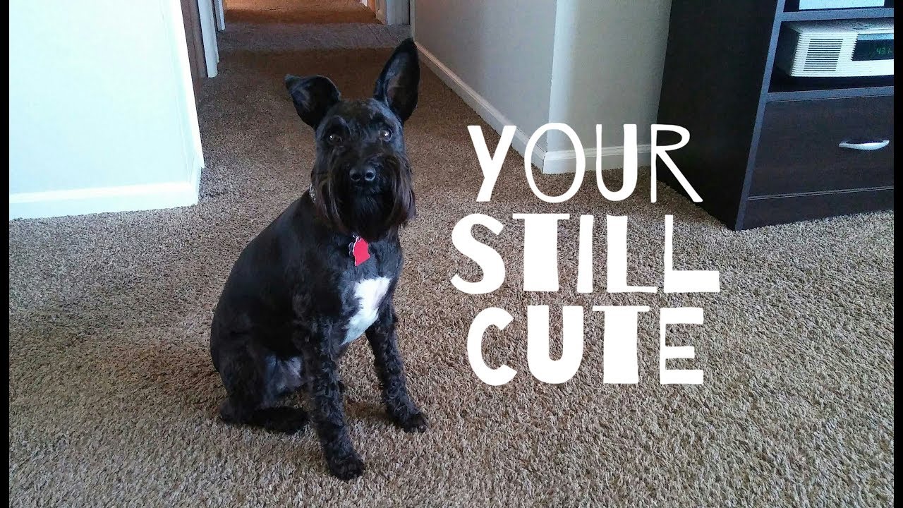 Spring Is In The Air | Magnum's Eyebrow Mishap | Dog Mom Life