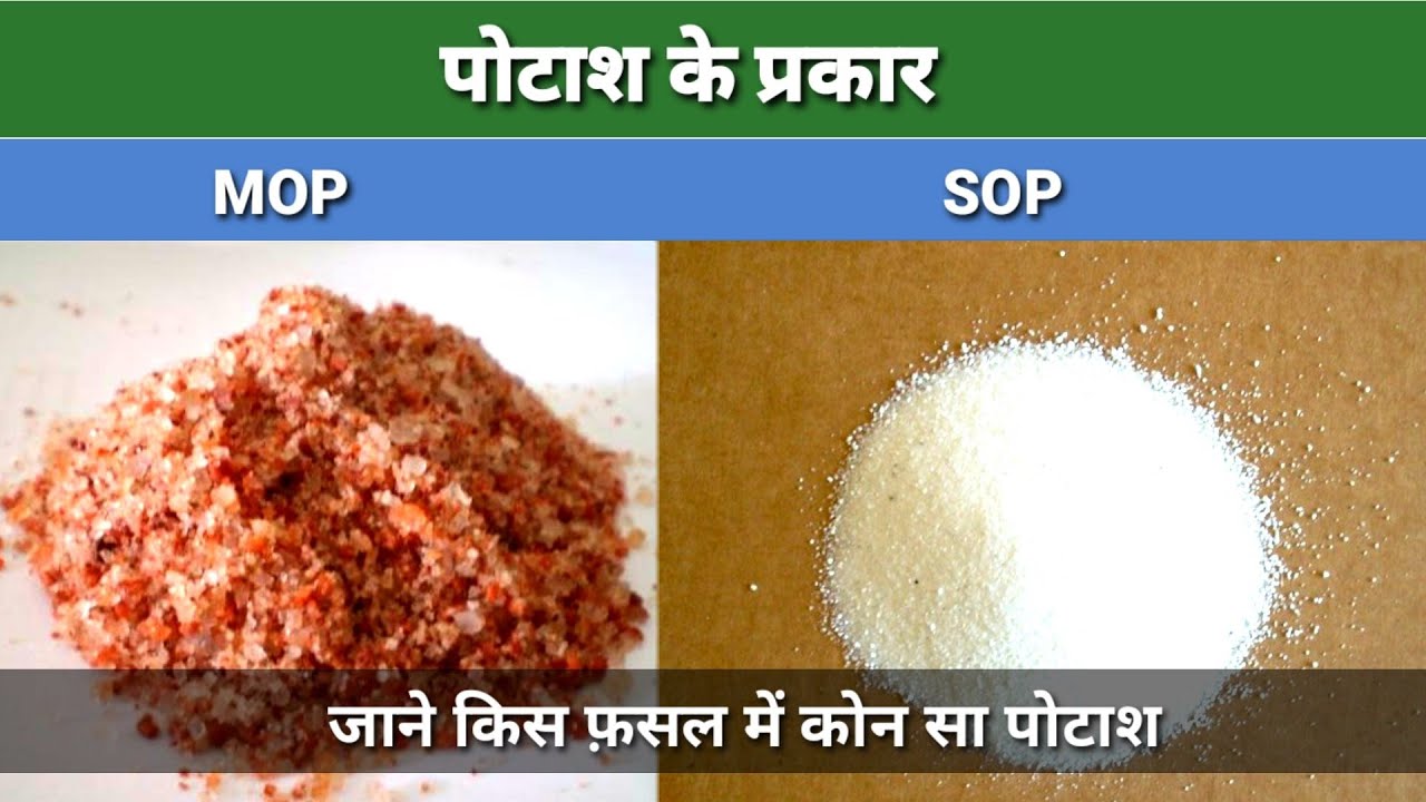पोटाश का प्रकार। किस फ़सल में कौन सा पोटाश।MOP vs SOP.