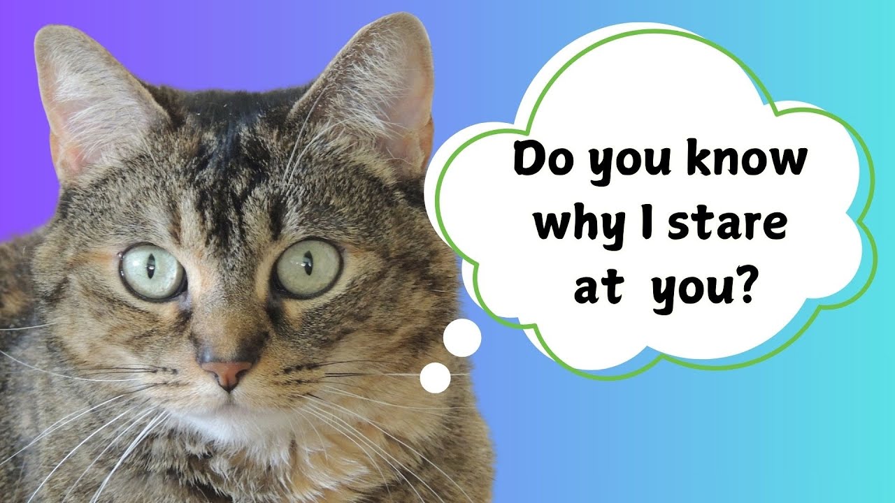Why Your Cat Stares At You