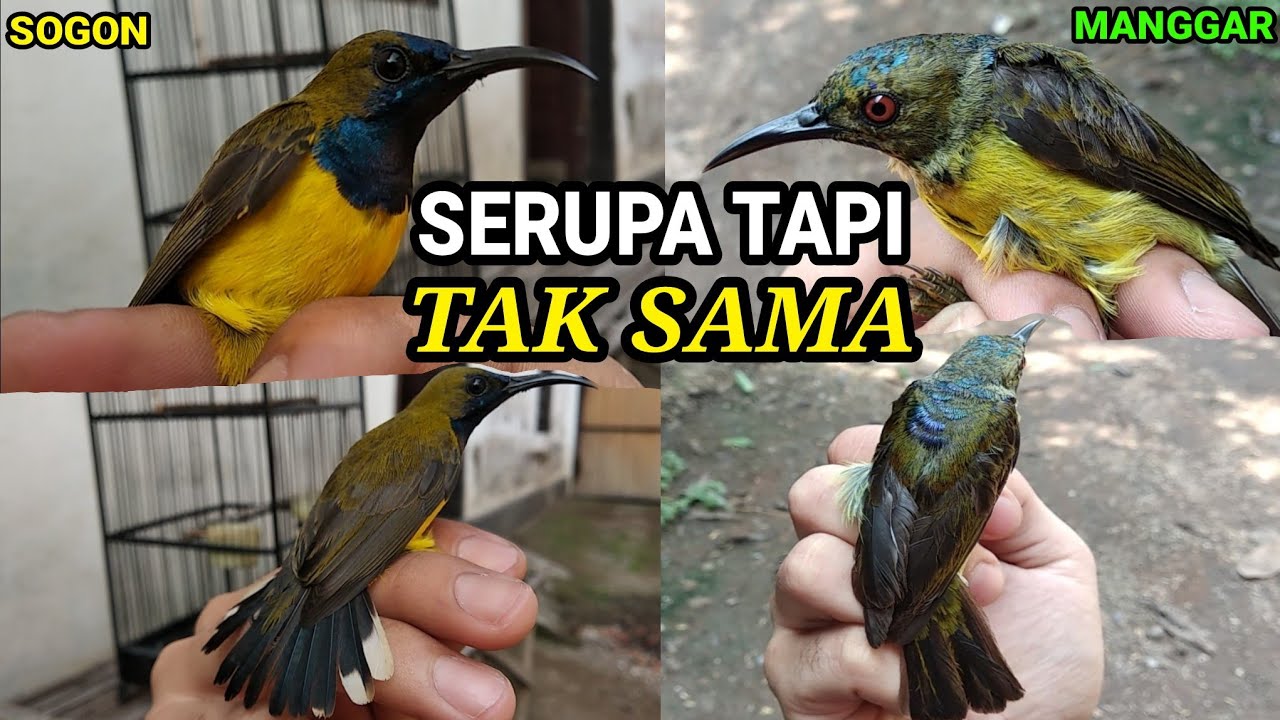 PERBEDAAN ANTARA KOLIBRI MANGGAR DAN SOGOK ONTONG !!