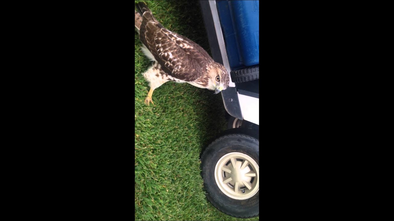 Big hawk.. But I got to pet it it was wild also..