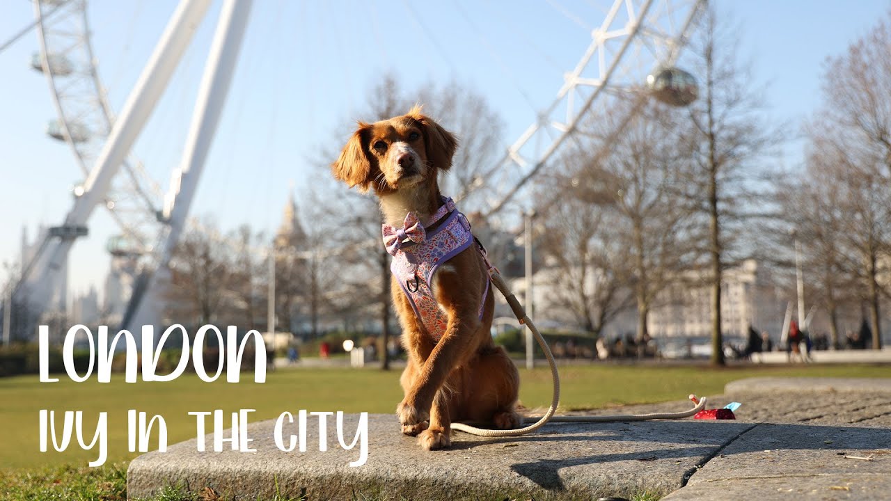 A Dogs Day Out in London | That Cockapoo Ivy