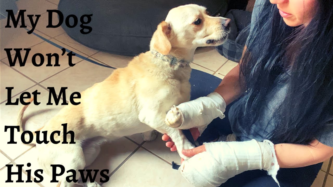 My Dog Won’t Let Me Touch His Paws(Counter Conditioning)