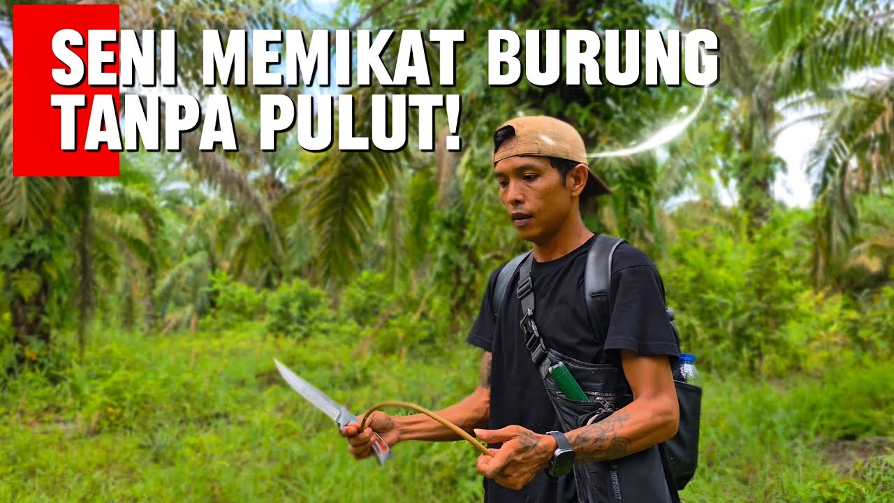 2 HARI MIKAT AMANKAN SATU EKOR ORI GARANG PENGUASA KEBUN SAWIT LUAS!