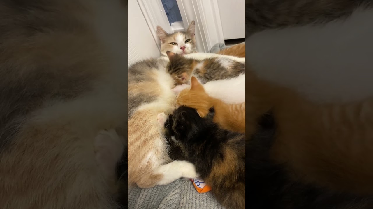Feral Foster Cat Molly and Her Kittens!