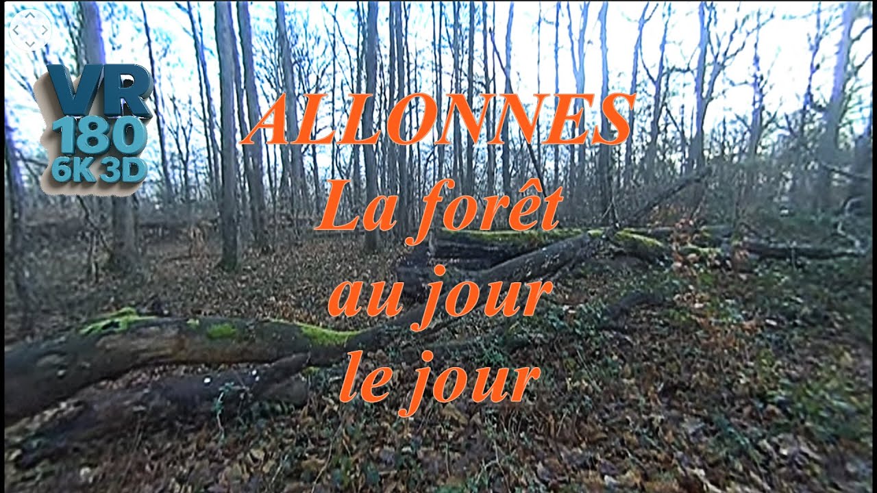 Tranche de vie - ALLONNES La forêt au jour le jour -14 janvier 2026