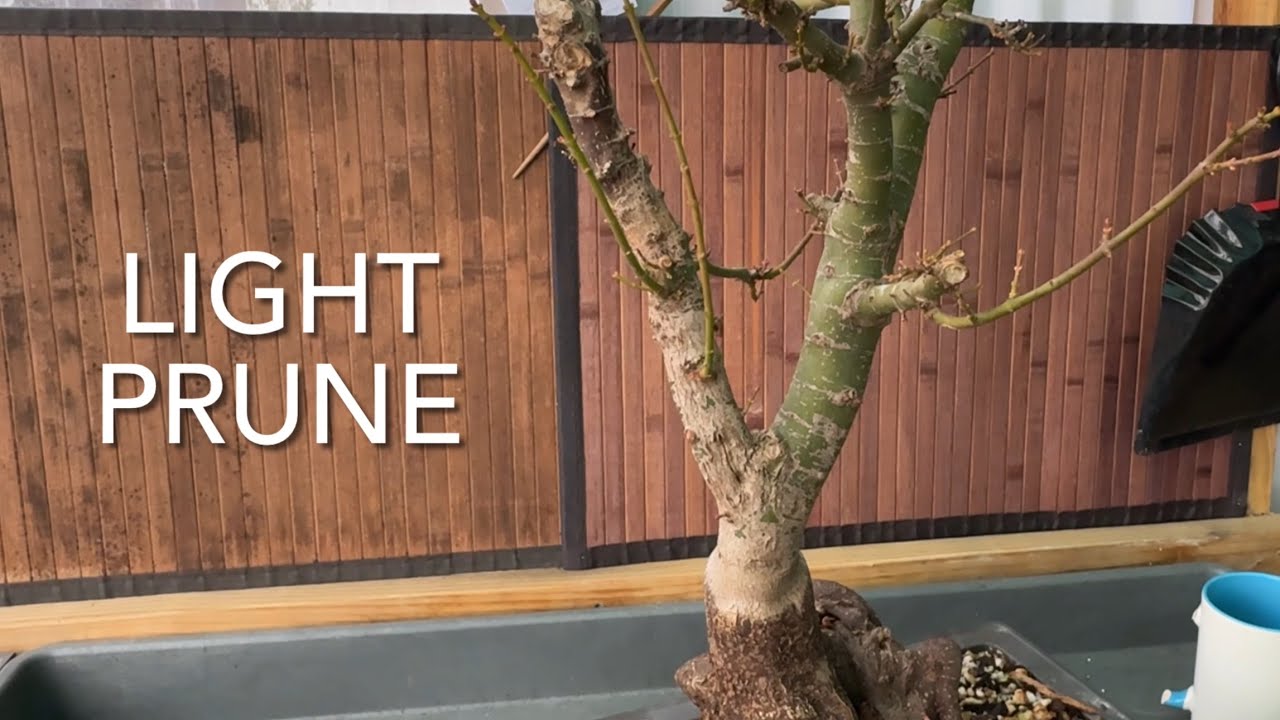 Light Prune