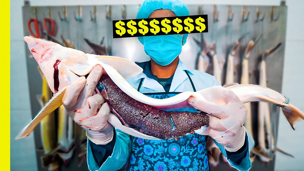 &iexcl;Por qu&eacute; el caviar es tan caro! De la granja al plato