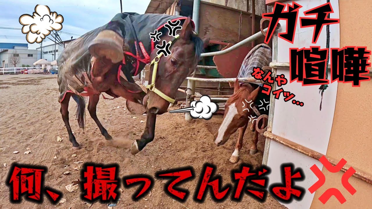 ちょ、マジか…。挨拶をしたり小競り合いをして遊んでいる引退競走馬を撮影してたら…まさかの喧嘩に巻き込まれてしまいました。【ツルマルボーイ様のシモべ】