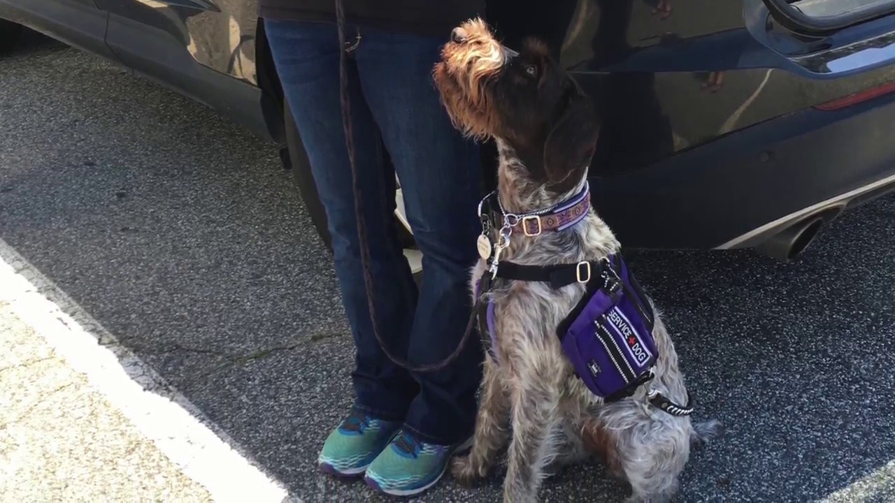 Jubilee takes Service Dog Public Access Test