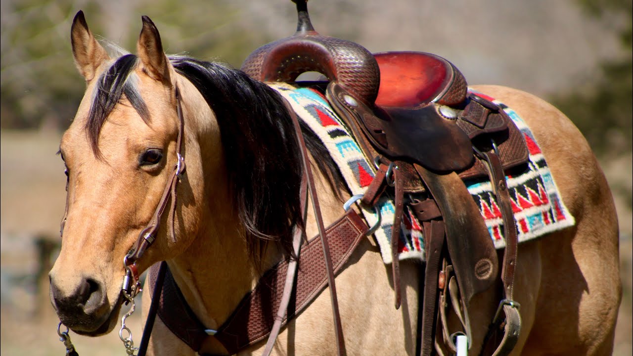 San Sicario- 2013 AQHA Gelding- Great American Ranch and Trail Horse Sale