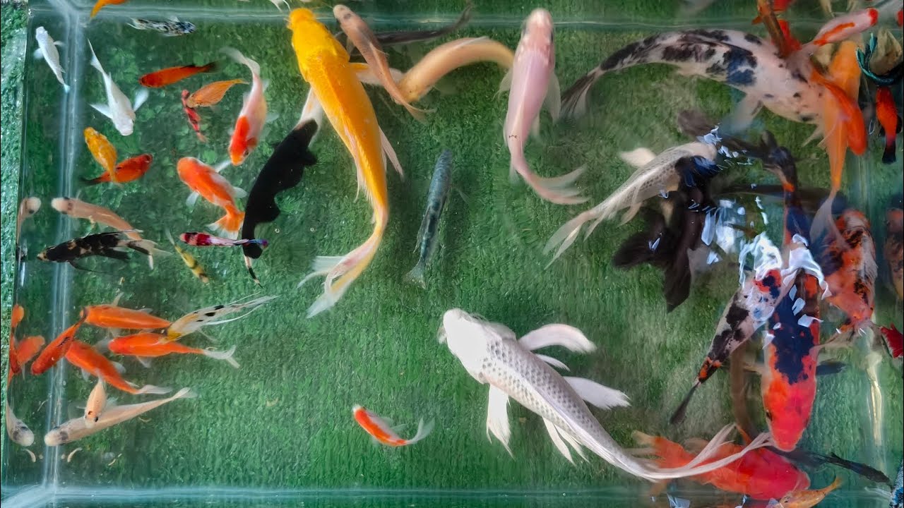 UNBOXING IKAN HIAS, IKAN KOI, IKAN MAS KOKI, IKAN CUPANG, LELE, GLOFISH, MANFISH, GOLDFISH 