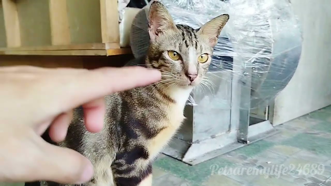 The Two Kittens Were Still Sleepy, Their Big Brother Was Happily Running All Over The House