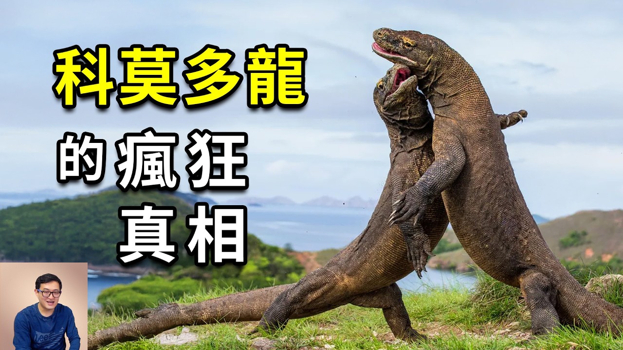 科莫多龍到底有多強大？能捕獵大象，可孤雌生殖，世界上最大的蜥蜴，真實存在的侏羅紀公園！【老肉雜談】