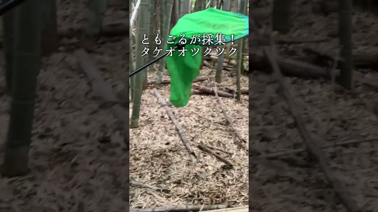 タケオオツクツク採集！ともごる　