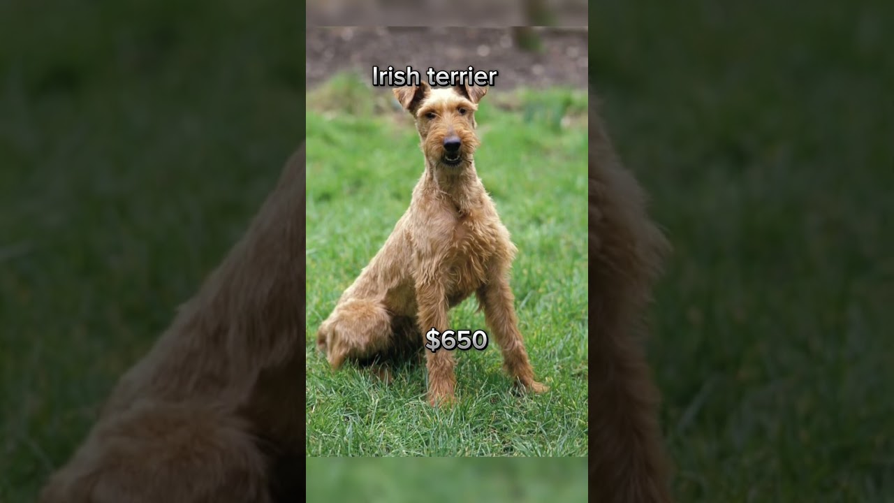 Top five most cheapest dogs